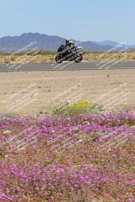 media/Mar-12-2023-SoCal Trackdays (Sun) [[d4c8249724]]/Turn 15 Inside Bloom (130pm)/